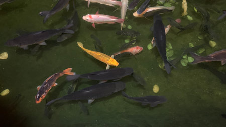 fish swimming underwater in the pond during night hoursの写真素材