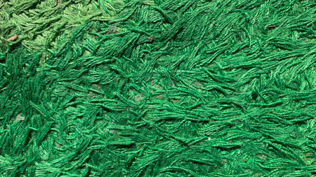 Green carpet texture grass close up