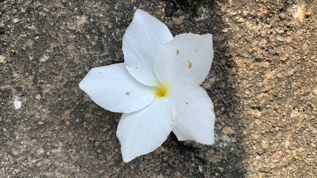 beautiful white flowerの写真素材