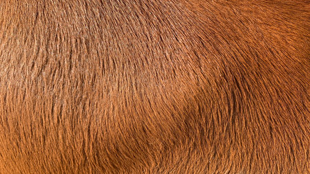 cow skin - real genuine natural furの写真素材