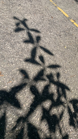 Shadow of leaves, snap picture during daylights hours
