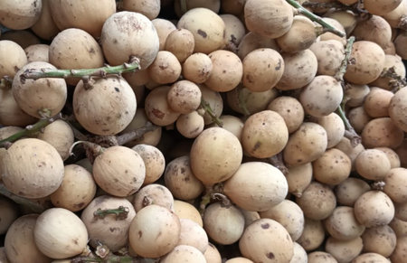 Close up Fresh Langsat which is fruit from the asia, healthy food with high nutrients and vitamins...