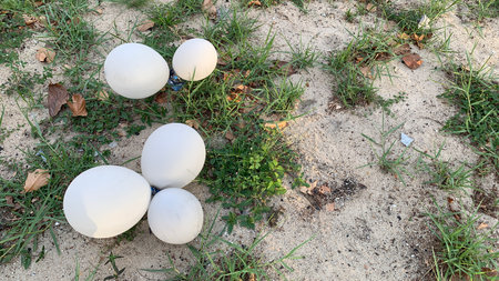 White balloons scattered playfully on sandy ground surrounded by green grassの素材