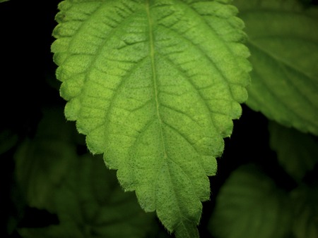 Lantana Camara Leaf