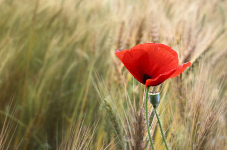 Red poppy flowerの写真素材