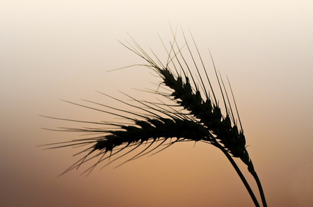 Wheat Spikeletの写真素材