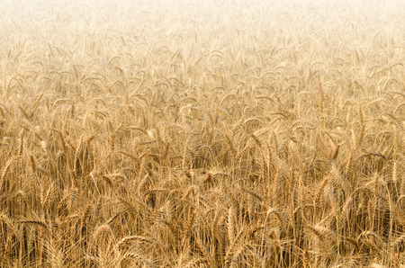 Wheat Fieldの写真素材