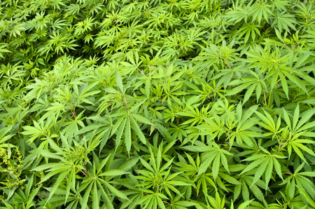 Marijuana Plantsの写真素材