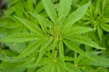 Marijuana Plantsの写真素材