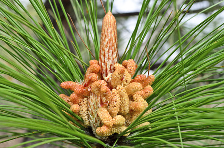 Pinus Roxburghii Male Cone
