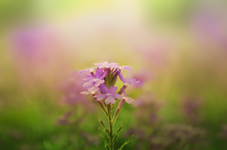 Wild purple flowerの写真素材