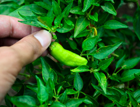 Picking a pepperの写真素材