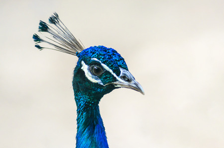 Indian male peacock headの写真素材