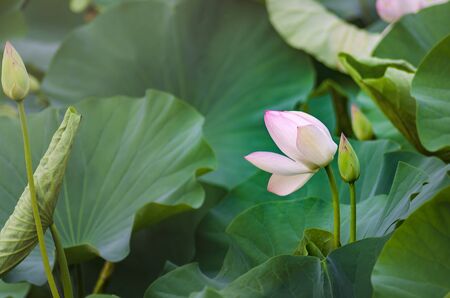 Blooming lotus flower bud and green leavesの写真素材