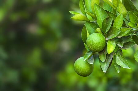 Raw green oranges on a branchの写真素材