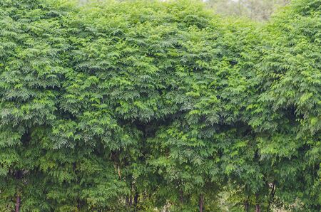 Melia azedarach Green Treesの写真素材