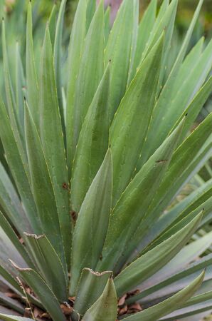 Green leaves of Agave Plantの写真素材