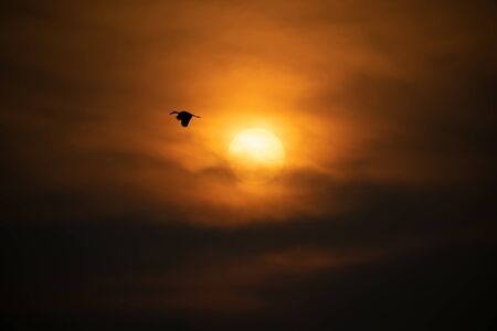 a tiny bird is flying close to sunの写真素材