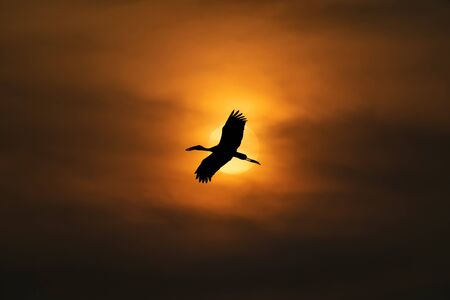 a large bird is flying close to sunの写真素材