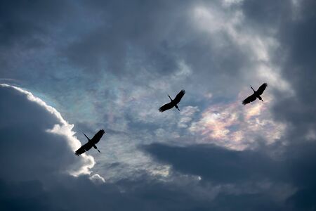 three birds are flying under the colorful sky