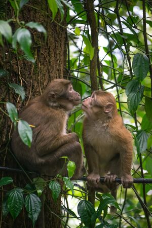 tow cute monkeys are close to each other