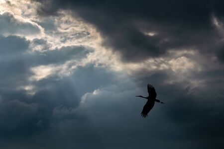 the bird is flying through the cloudy skyの写真素材