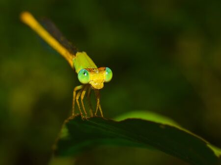 a beautiful tiny dragonfly is sitting on a leaf with his wings spreadの写真素材