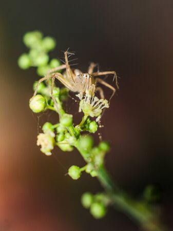 a beautiful colorful spider is hanging from a tree in the forestの写真素材