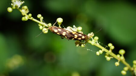 a jewel bug is hooping around a branch of leaves looks beautiful