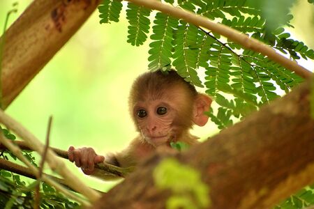 a baby monkey is searching for her mother in the jungleの写真素材