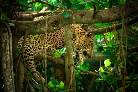 a wild white spotted leopard is sleeping on a branch of treeの写真素材