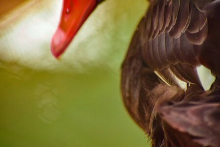 A mother duck is scrubbing her baby's belly and she feels loveの写真素材