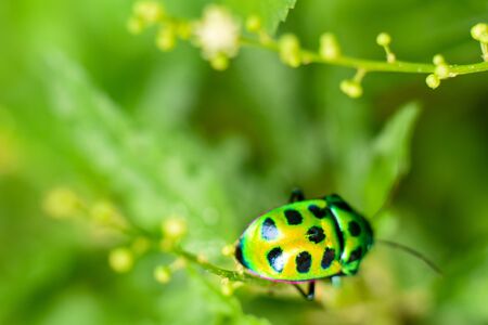 a jewel bug is hooping around a branch of leaves looks beautifulの写真素材