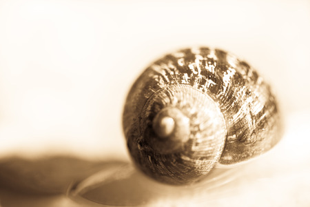 Snail Trace The patterned shell of a snail in sepia