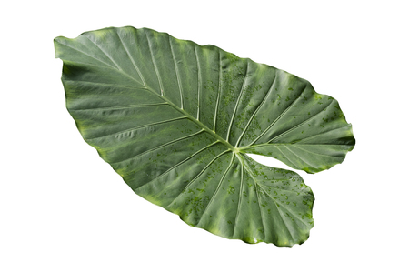 Large tropical leaf with water drops, isolated.の写真素材