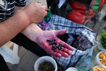 Ripe blueberries on the palm of a white woman seller at the market