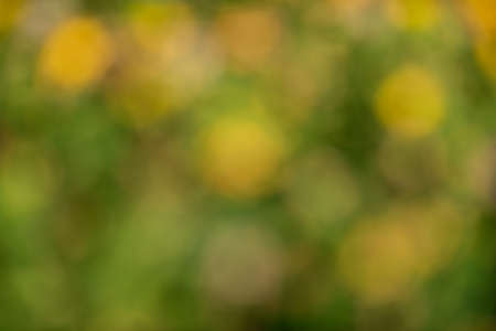 Green meadow grass. Abstract background with bokeh effect.の写真素材