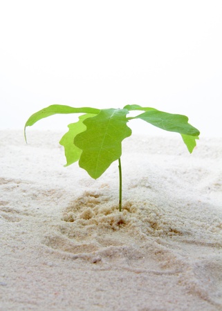 Twig with green leaves growing in sand の写真素材