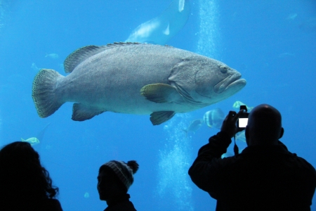 Large fish swimming in a tank at the Georgia Aquarium の写真素材