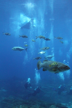 A variety of marine life in a large aquarium