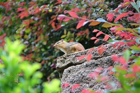 Small, brown chipmunk sitting on a rock surrounded by leaves の写真素材