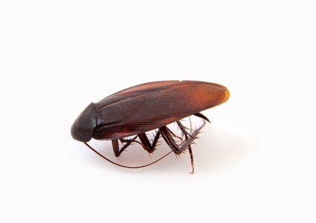 Picture of a large, winged roach isolated on white.