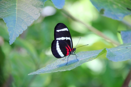 Close up of  a red, white and black Doris butterfly perched on a green leaf.