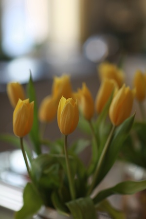  Unopened flower buds of yellow tulips      の写真素材