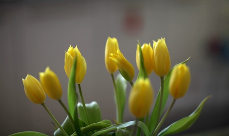 tulipの写真素材