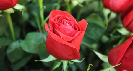 Large bright red rosesの写真素材
