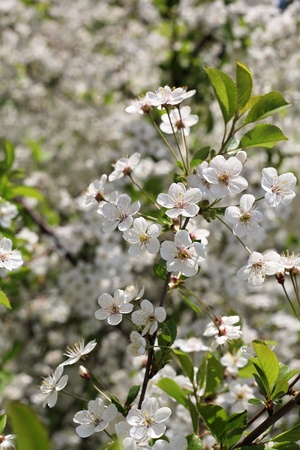 flowering cherryの写真素材