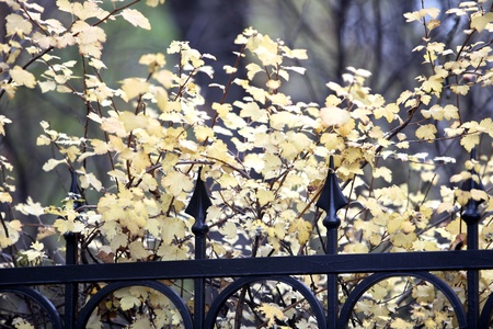 Autumn fall of the leaves timeの写真素材
