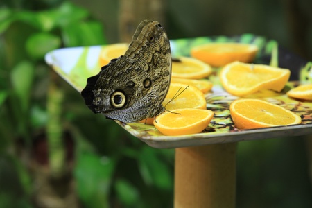 butterfly peacockの写真素材
