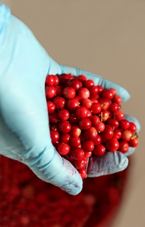 The red fruit Forest bilberryの写真素材